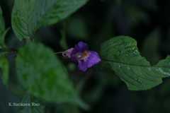 Impatiens arguta